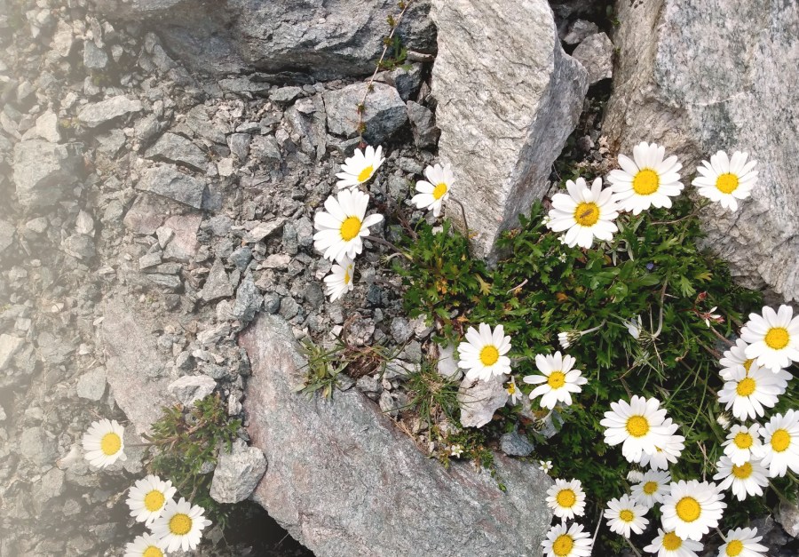 Sandra Musger Hypnose Gesprächscoaching Invaluation Gesprächscoach Hypnosecoach Kinderhypnose Angst Stress Ettlingen Karlsruhe Pforzheim Baden Baden Stuttgart Heidelberg Mannheim Hagenau Kaiserslautern Offenburg Hypnotische Trance Hypnosesitzung Gewichtskontrolle Phobien Zwänge Zwang Abhängigkeit Alkoholabhängig Nikotinabhängig Flugangst Höhenangst Panikattacken Schmerztherapie Selbstbewusstsein stärken Blockaden lösen Vergangenheitsbewältigung Traumabewältigung Schlafstörungen Entspannung Entspannungshypnose Konzentrationsschwäche Mobbing